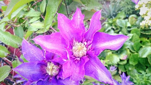 Close-up of purple flower blooming outdoors