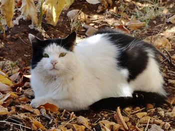 Portrait of cat sitting on autumn leaves