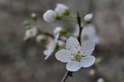Close-up of white flower