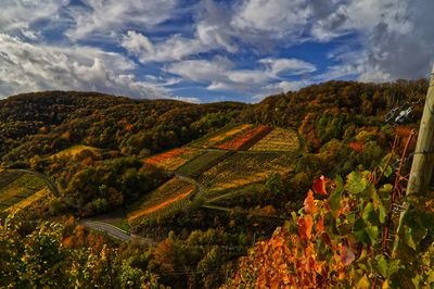 Herbstliche weinberge im ahrtal 