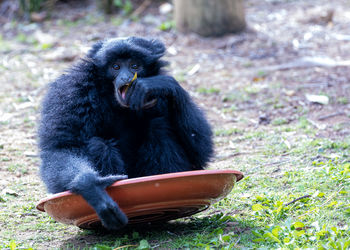 Monkey sitting on field