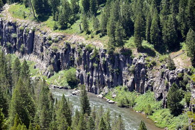 High angle view of stream amidst trees in forest