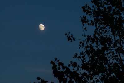 Low angle view of trees against sky at night