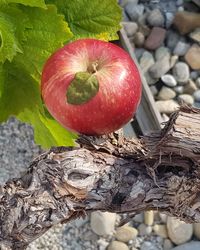 High angle view of apple on tree