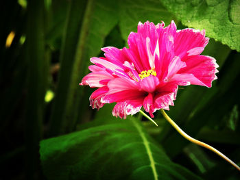 Close-up of pink flower blooming outdoors