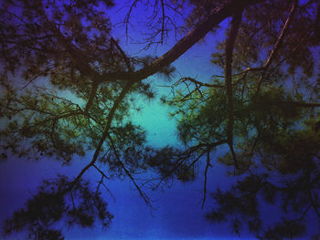 Low angle view of trees against sky