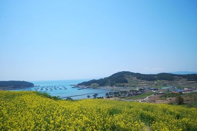 Scenic view of field against sea and clear sky