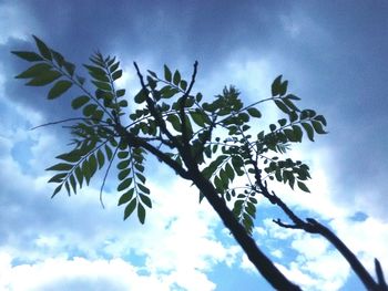 Low angle view of trees against cloudy sky