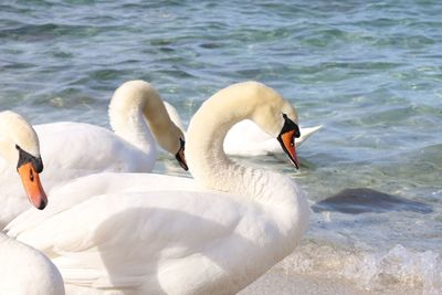 View of swans in sea