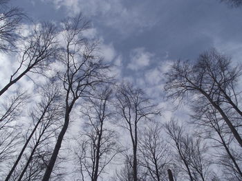 Low angle view of trees against sky