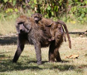 Monkey on field