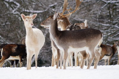 Deer standing on snow covered land