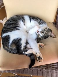 High angle view of cat sleeping on bed at home