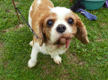 High angle portrait of dog standing on field