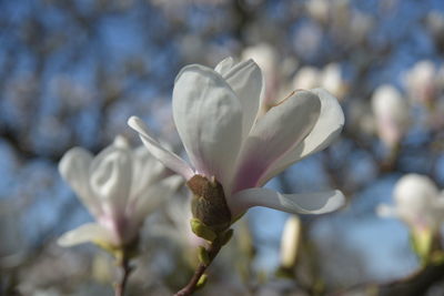 Close-up of white flowering plant