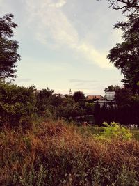 Grass against sky