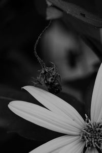 Close-up of butterfly on flower