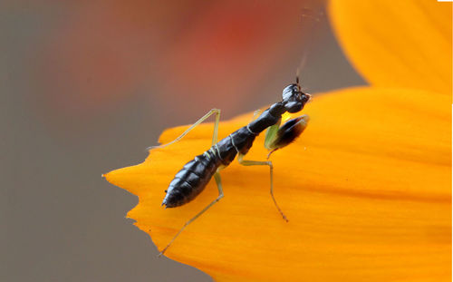 Close-up of insect on leaf