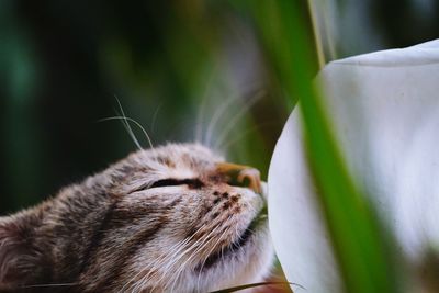 Close-up of a cat with eyes closed