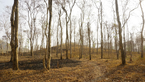 Trees in forest against sky