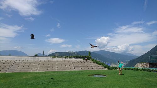 Bird flying in sky