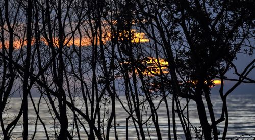 Bare trees against sky at sunset