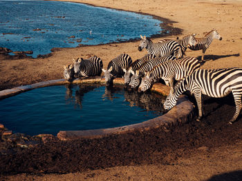 Zebra on beach