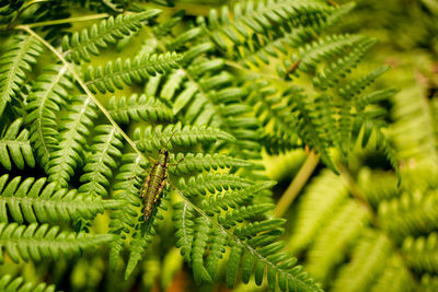 Close-up of fern leaves