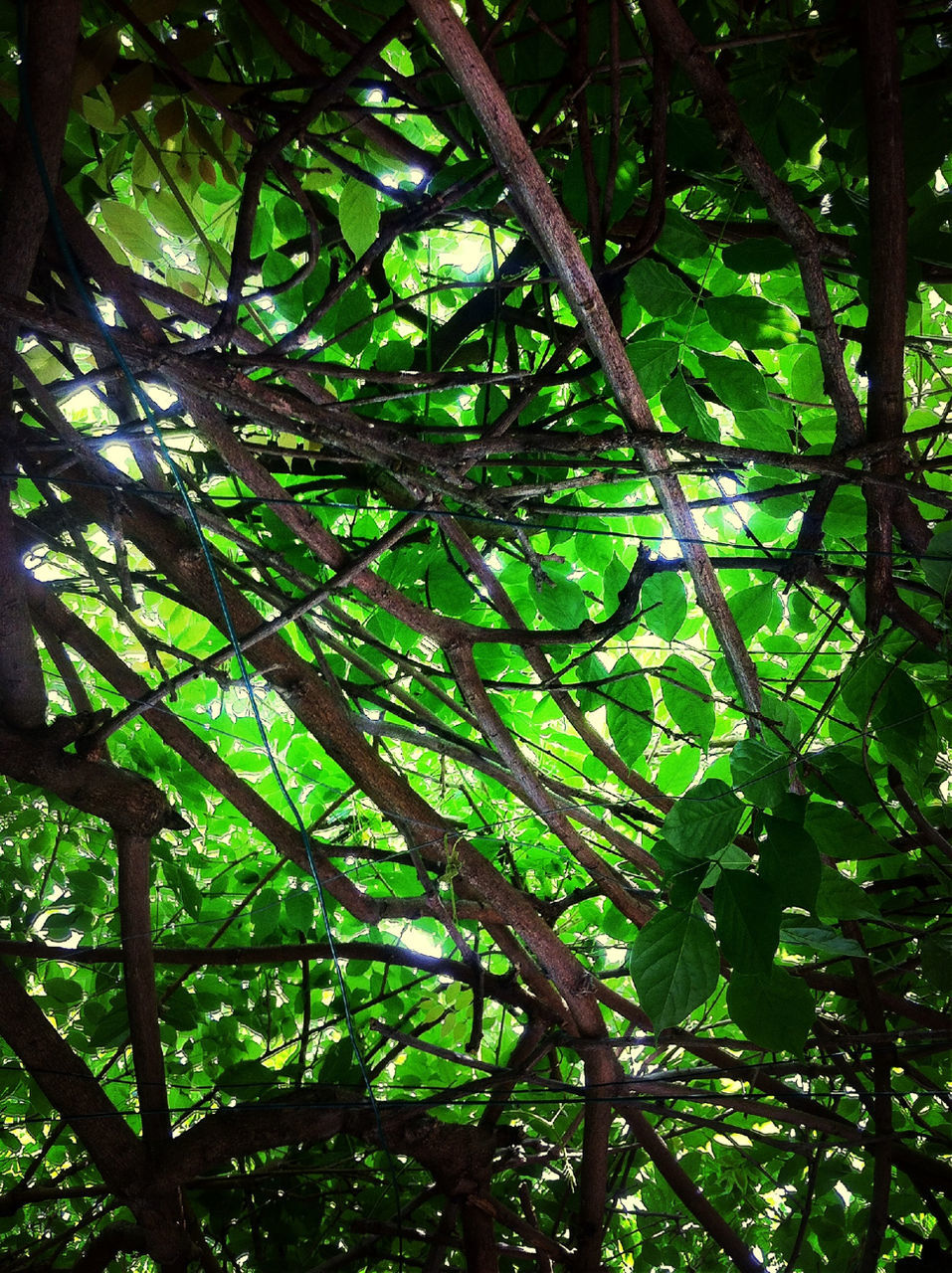 tree, green color, growth, branch, low angle view, nature, leaf, tranquility, tree trunk, forest, beauty in nature, lush foliage, full frame, backgrounds, green, day, outdoors, no people, sunlight, scenics