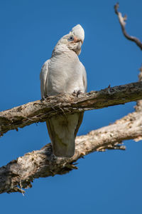 Low angle view of bird perching on branch against blue sky