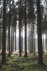 Trees in forest