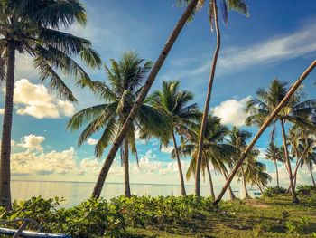 Palm trees on beach against sky