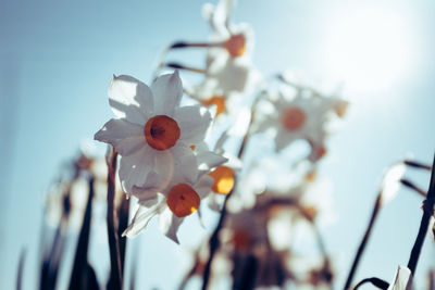 Low angle view of flower tree against sky