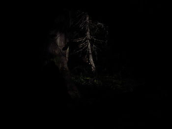 Firework display in forest against sky at night