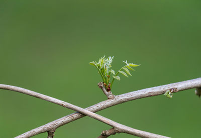 Close-up of a lizard on leaf