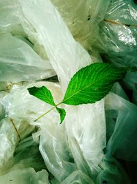 Full frame shot of fresh green leaves