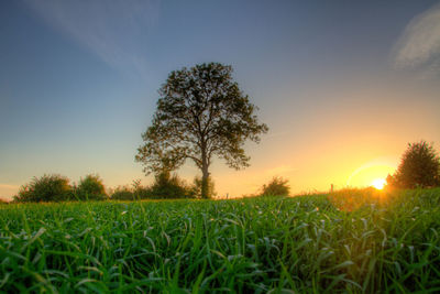 Scenic view of grassy field against sky at sunset