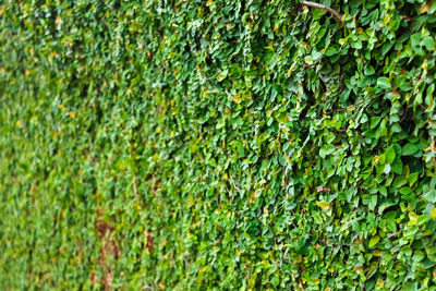 Full frame shot of ivy growing on tree
