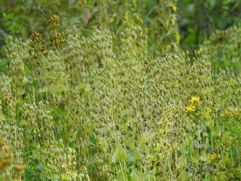 Full frame shot of flowering plants on field