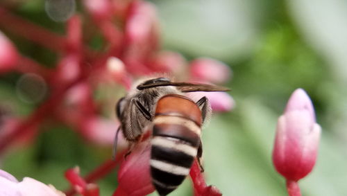 Close-up of insect on flower