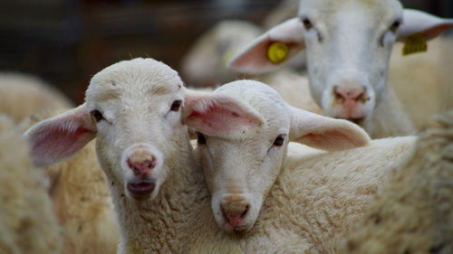 Close-up of sheep