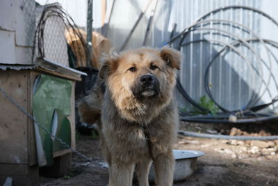 Portrait of dog standing outdoors