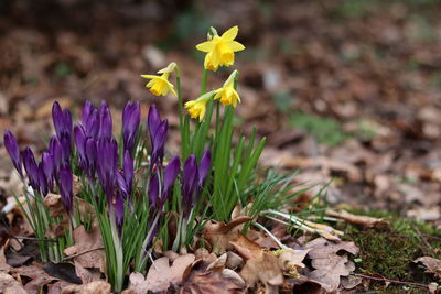 Close-up of yellow crocus flowers on field