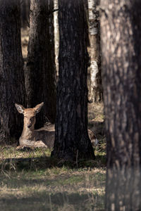 View of deer in forest