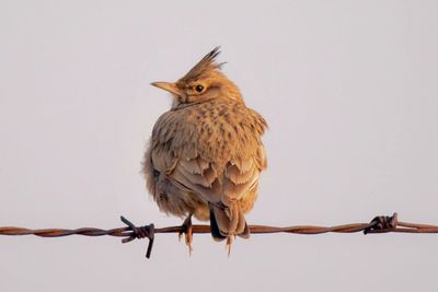 Low angle view of bird perching on branch against sky