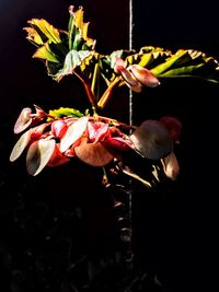 Close-up of flowers against black background