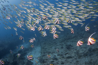 High angle view of fishes swimming in sea