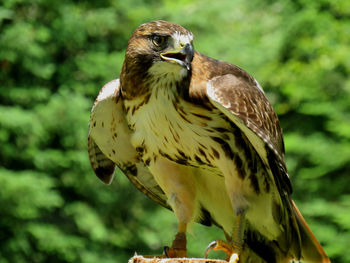 Falcon on a branch ready to take off