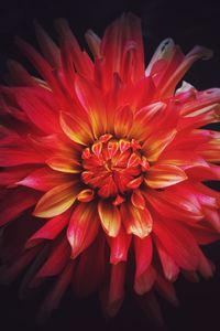 Close-up of red flower blooming outdoors