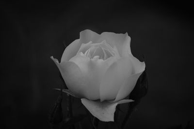 Close-up of white rose blooming against black background